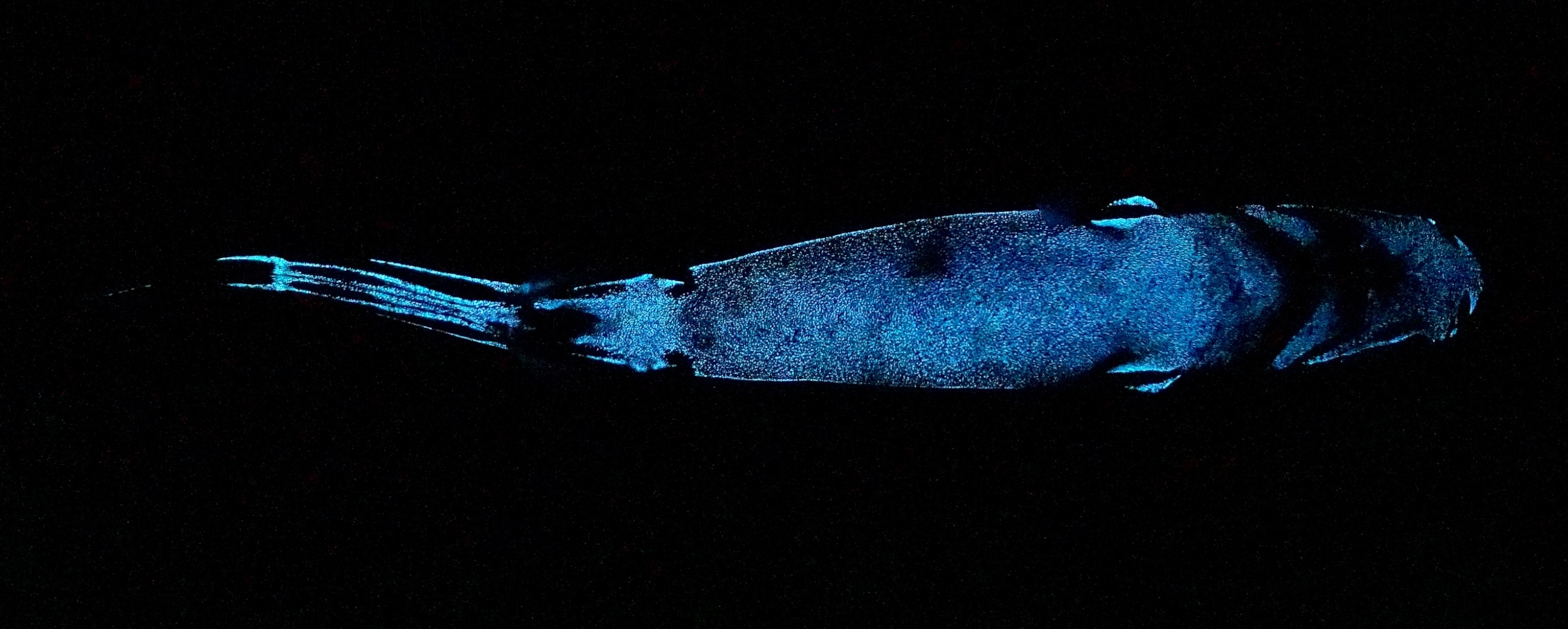 This Deep sea Shark Is One Of The World s Largest Glowing Animals this-deep-sea-shark-is-one-of-the-world-s-largest-glowing-animals